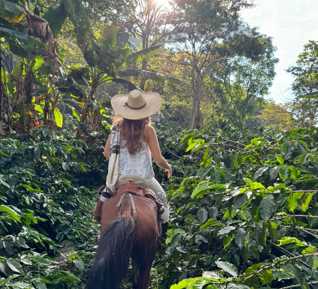 Hacienda la Fragua v3