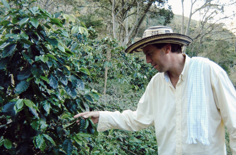 planta-de-cafe